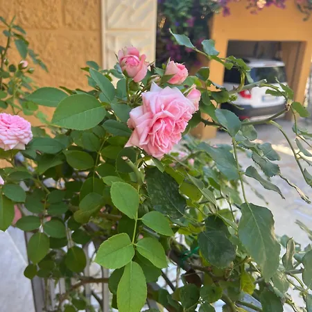 Casa Al Mare Apartment